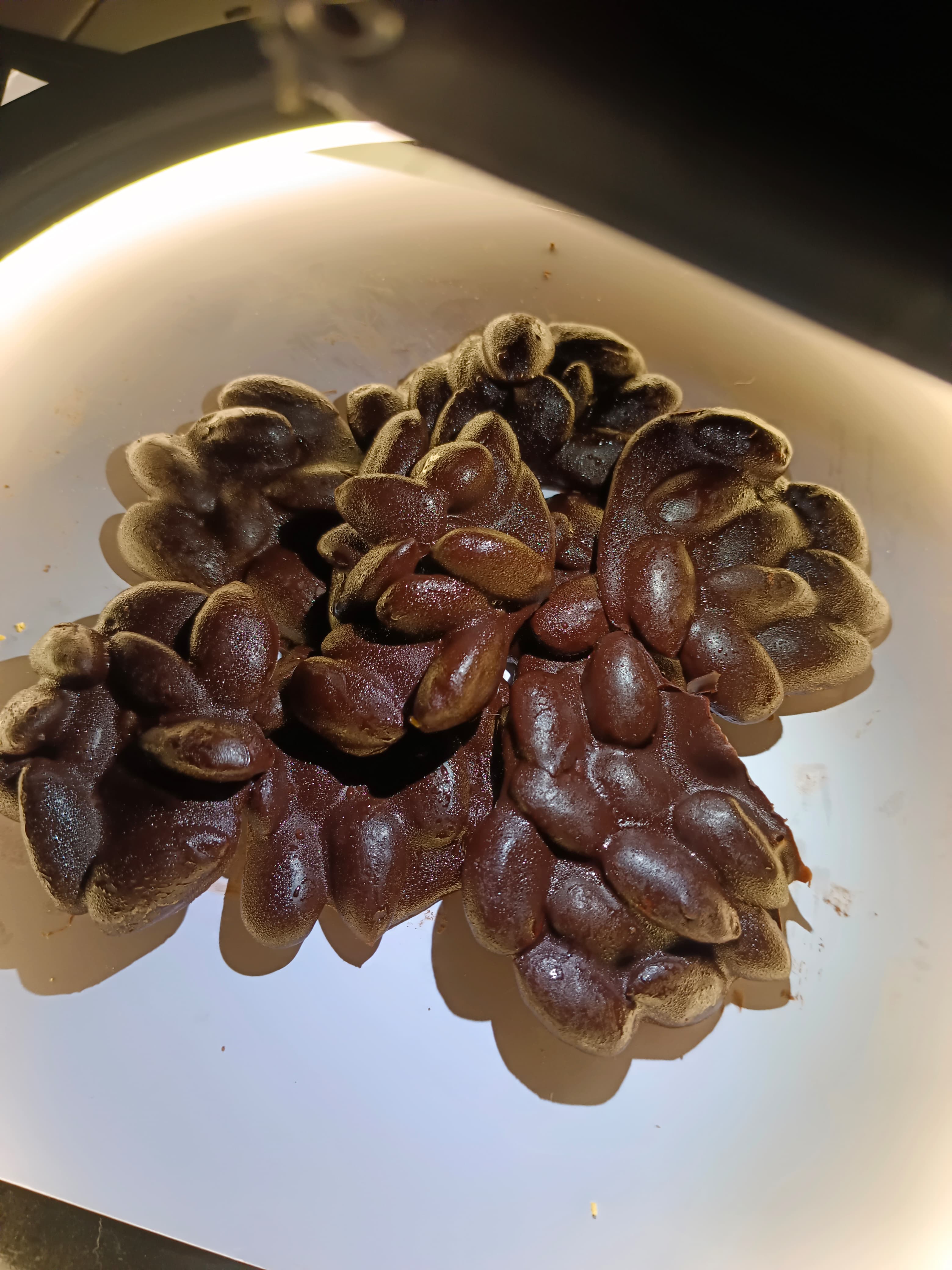 Rock Almond