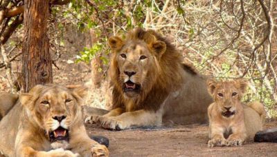 Gir Jungle Safari